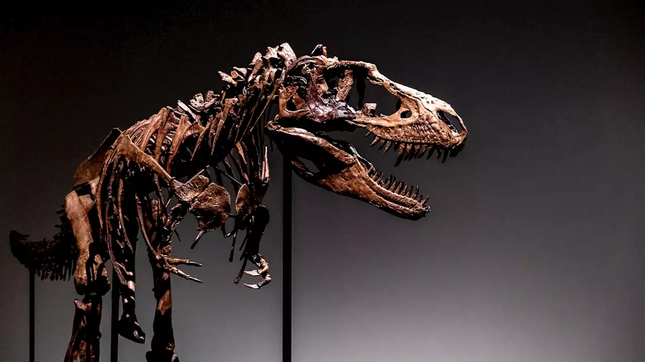 Private buyer spends $6.1 million on dinosaur skeleton as scientists fume