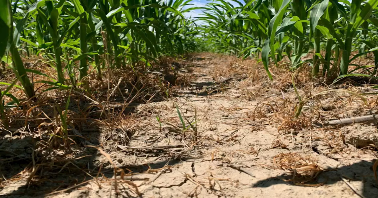 Despite some rain, drought conditions persist