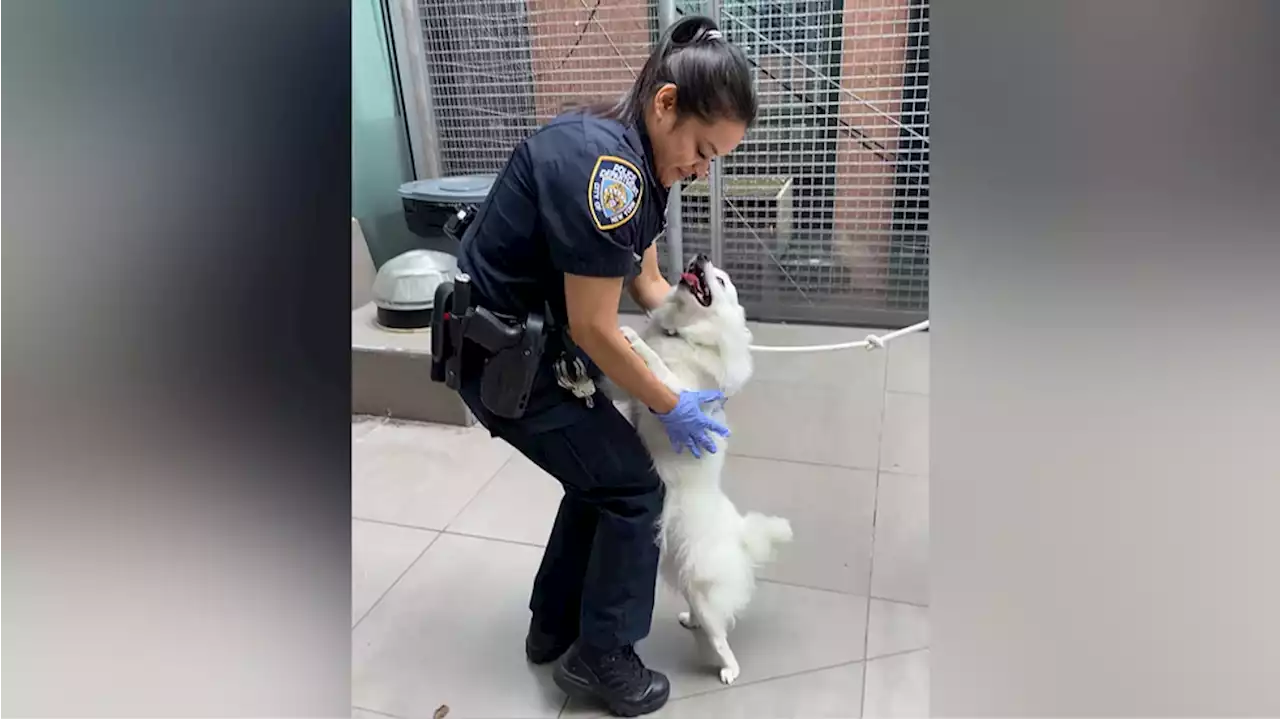 Officer adopts dog after rescuing animal from hot car: ‘Never neglected again’