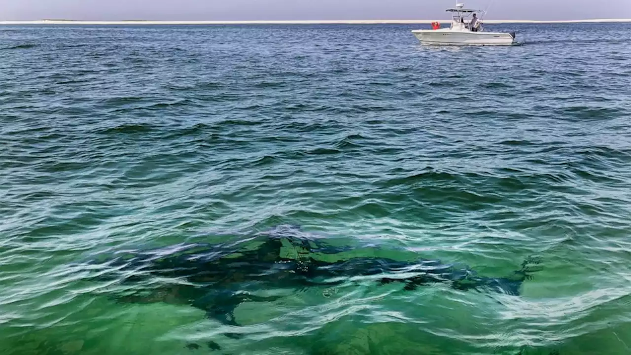 Researchers caution beachgoers ahead of white shark season