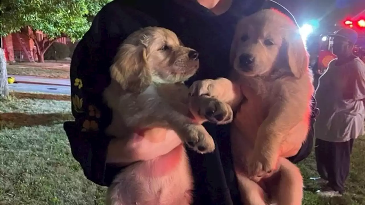 Woman, 11 dogs rescued from Ohio house fire