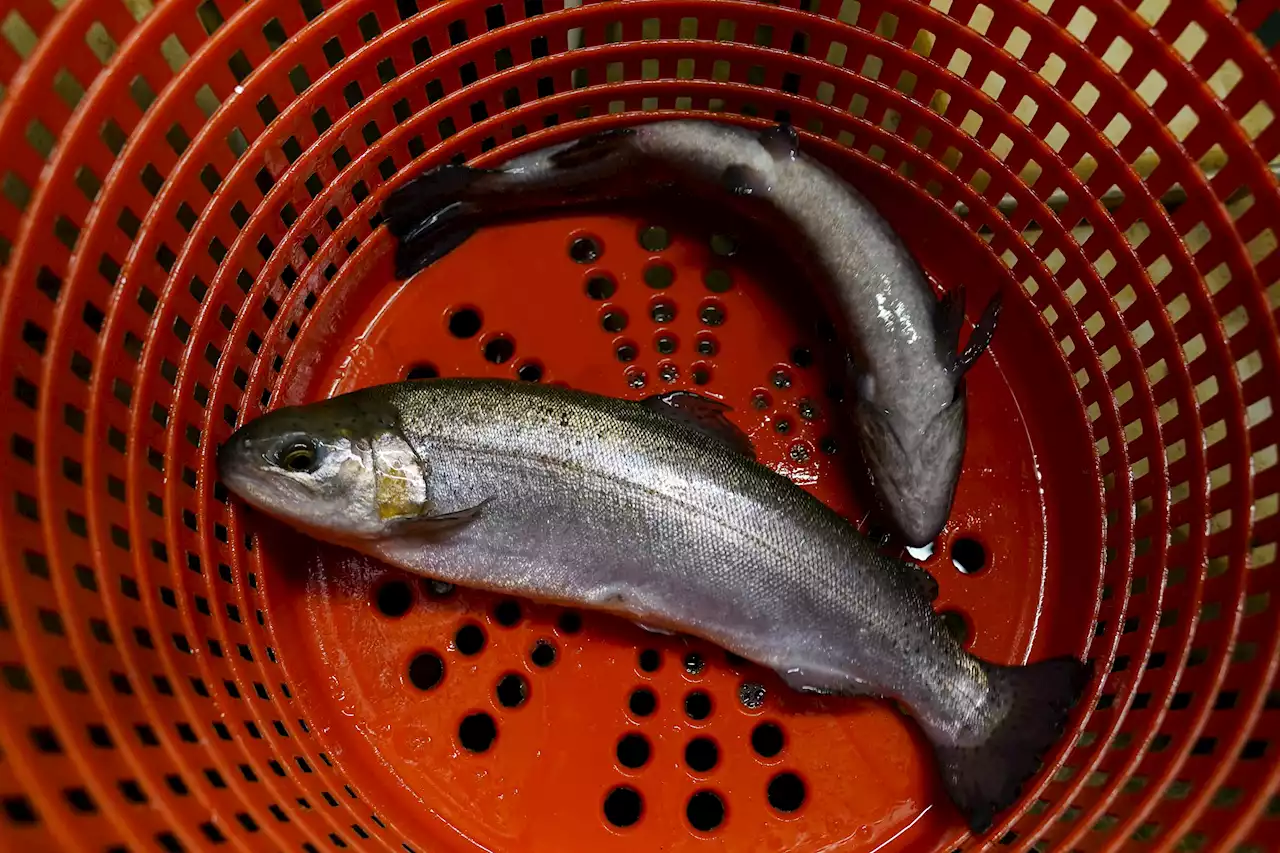 Despite potential, Midwestern farms struggle to market fish