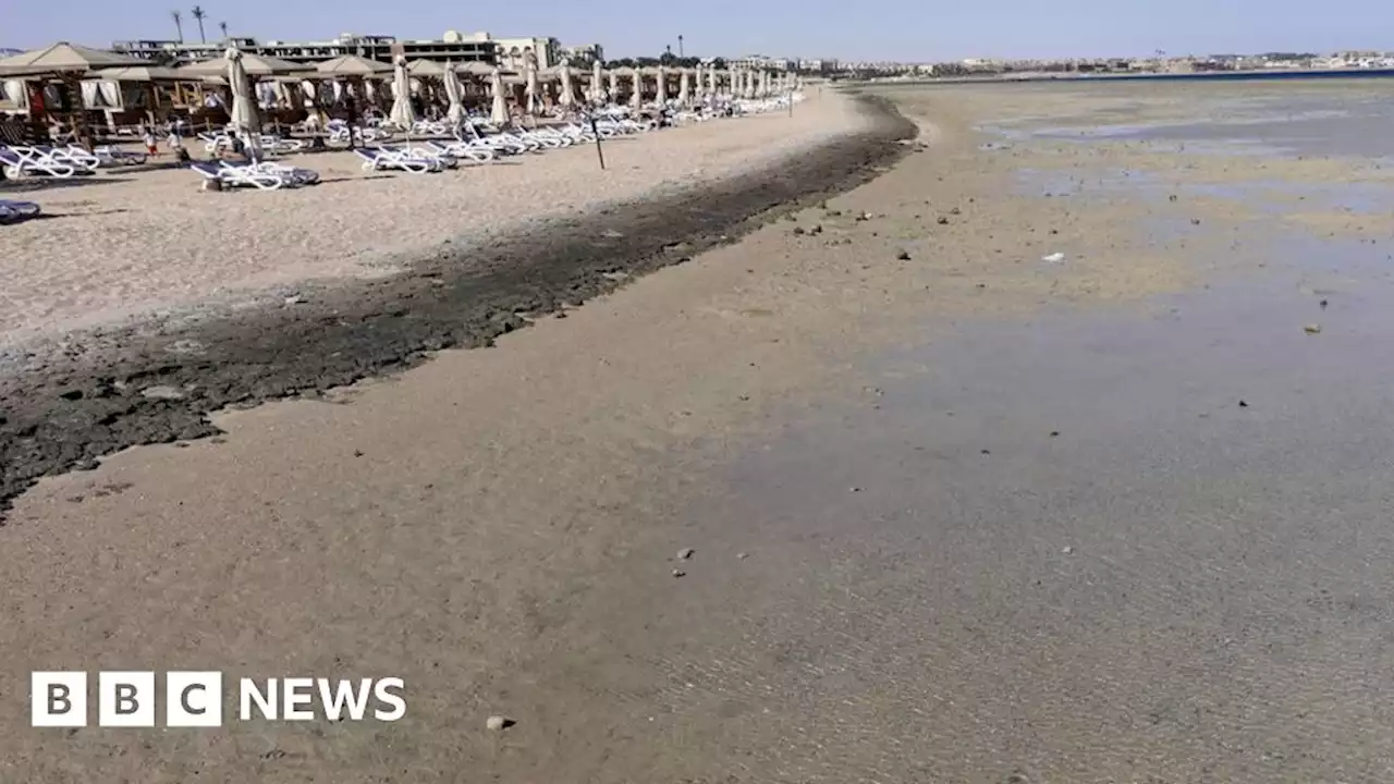 Egypt: Red Sea beaches close after deadly shark attack