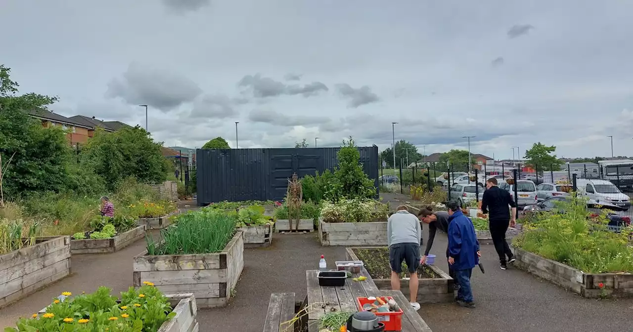 West Belfast community garden thriving after volunteer efforts