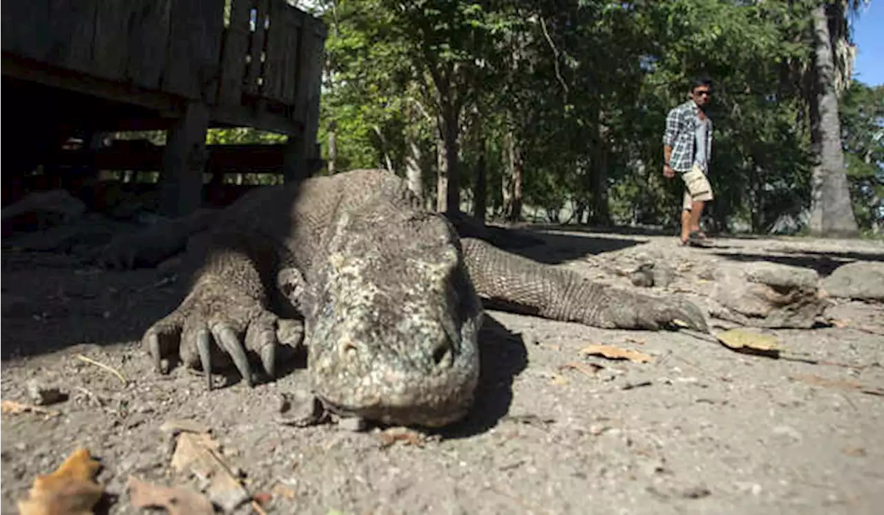 Bupati Manggarai Barat Dukung Kenaikan Tiket Pulau Komodo