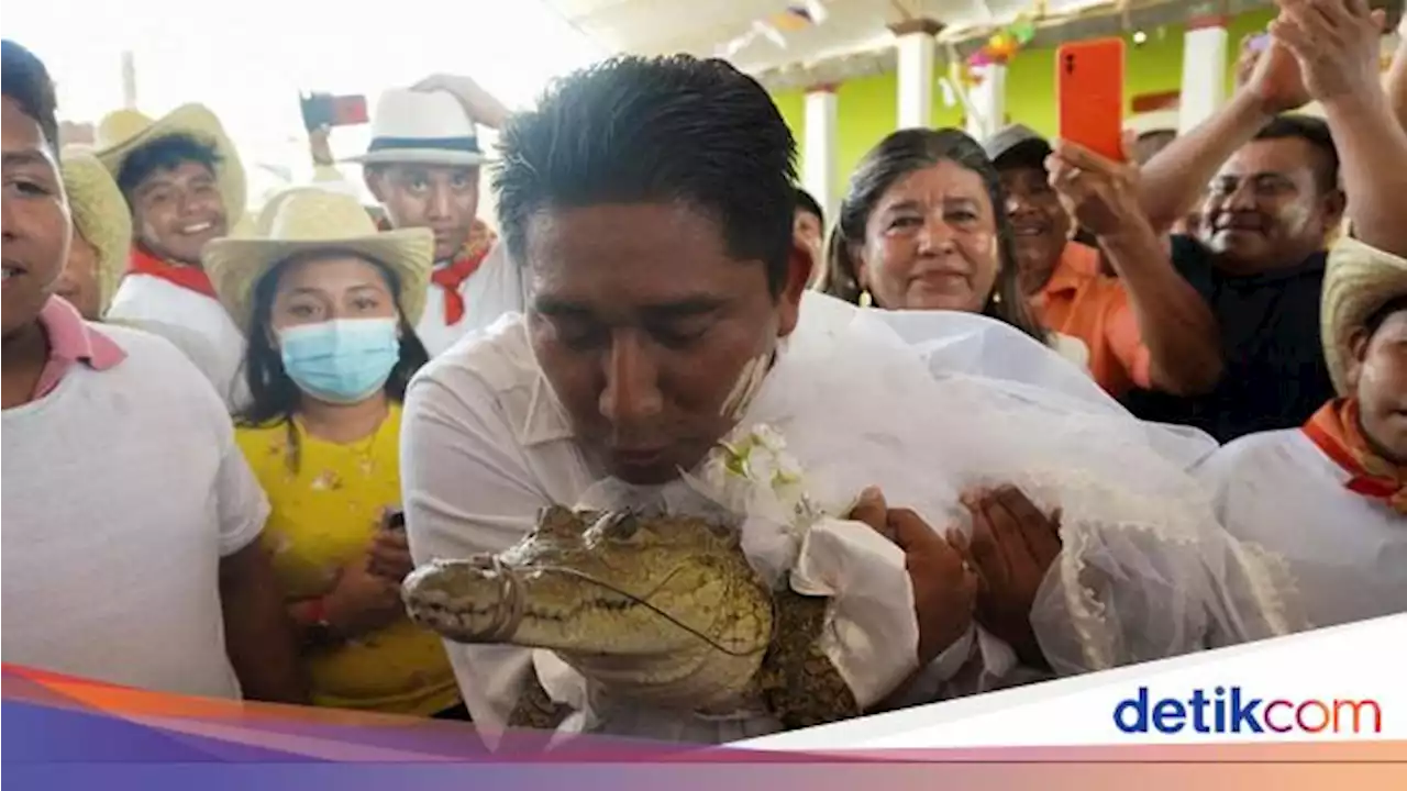 Potret Unik Wali Kota di Meksiko Menikahi Buaya Betina, Tujuannya Mulia