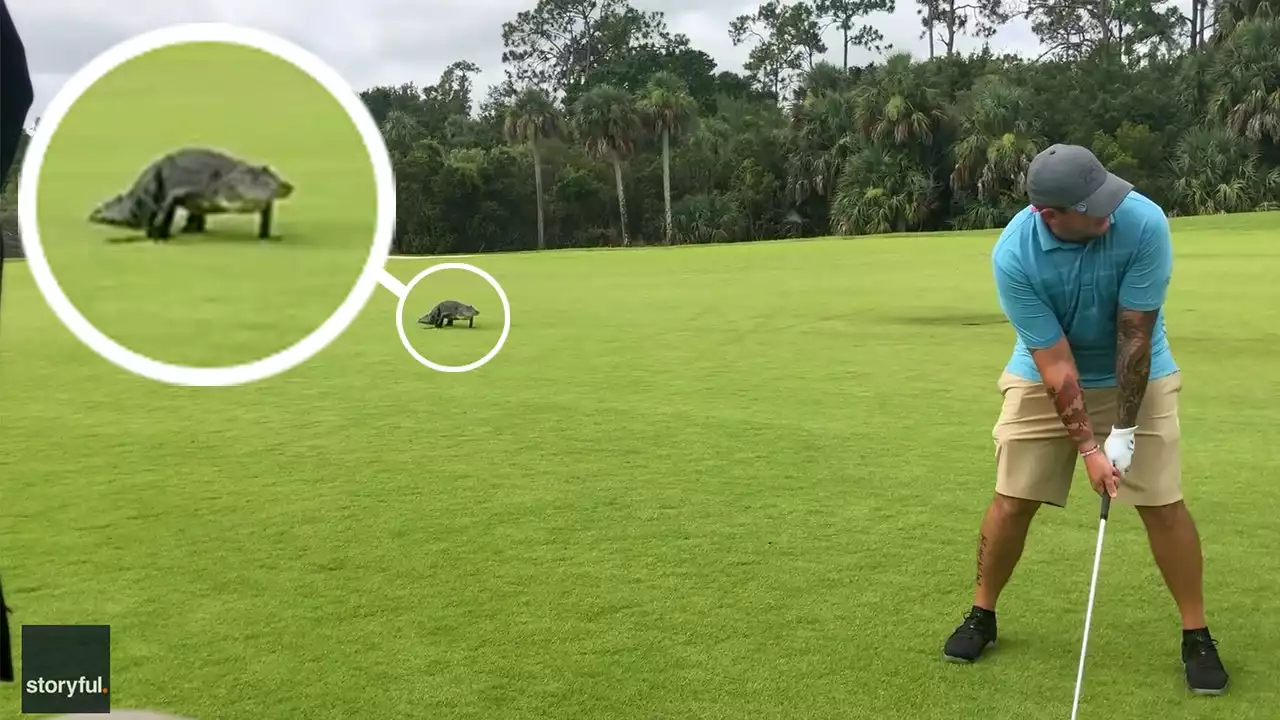 Watch: Gator just wanted to join the game at Florida golf course