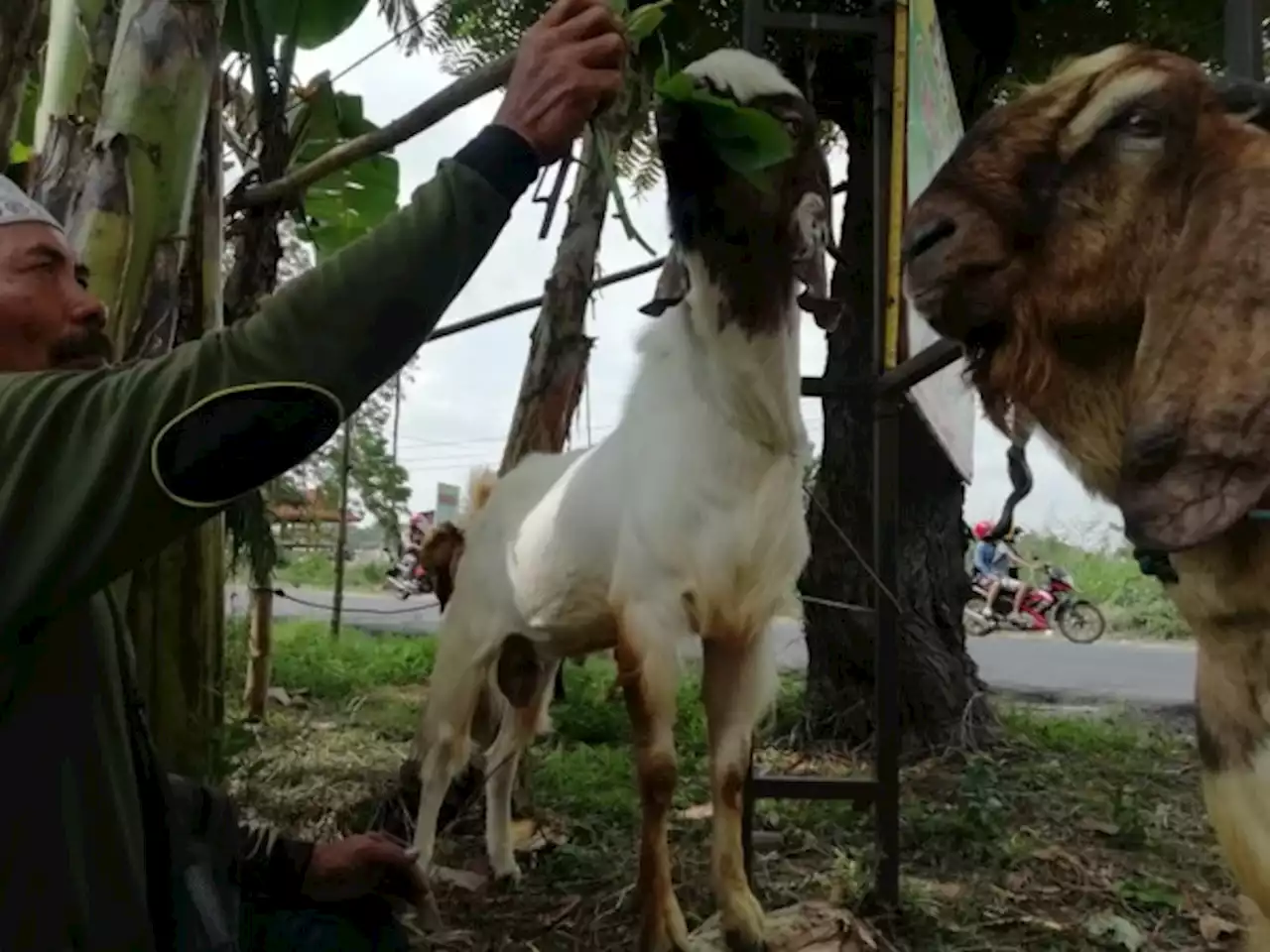 Wabah PMK, Permintaan Kambing dari Luar Daerah Minim