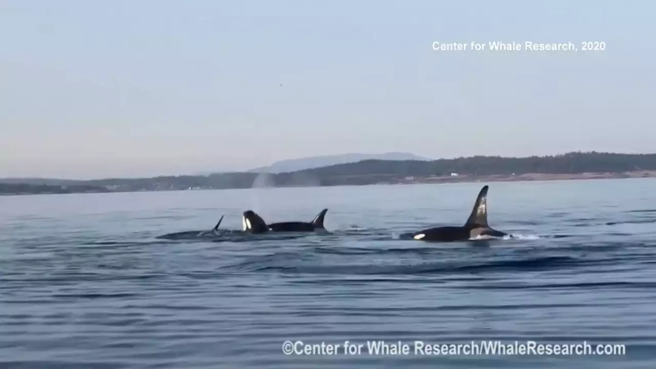 Skinny orcas bring emergency order for whale-watchers to keep distance