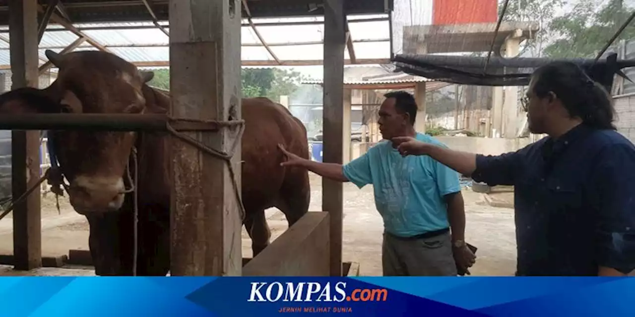 Terima 500 Dosis Vaksin PMK, Dispertan Pemalang Prioritaskan Sapi Betina dan Sapi Perah