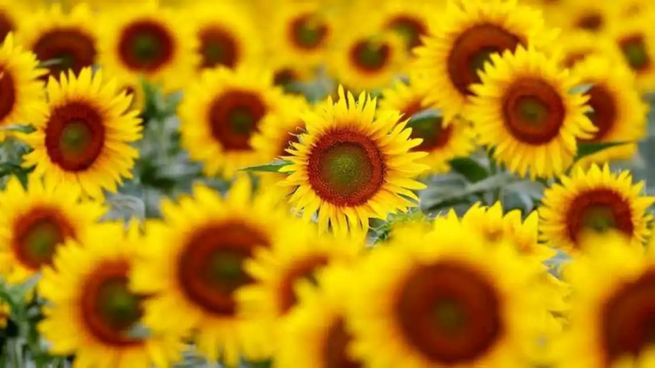 Rusia reduce impuesto a exportación de aceite de girasol