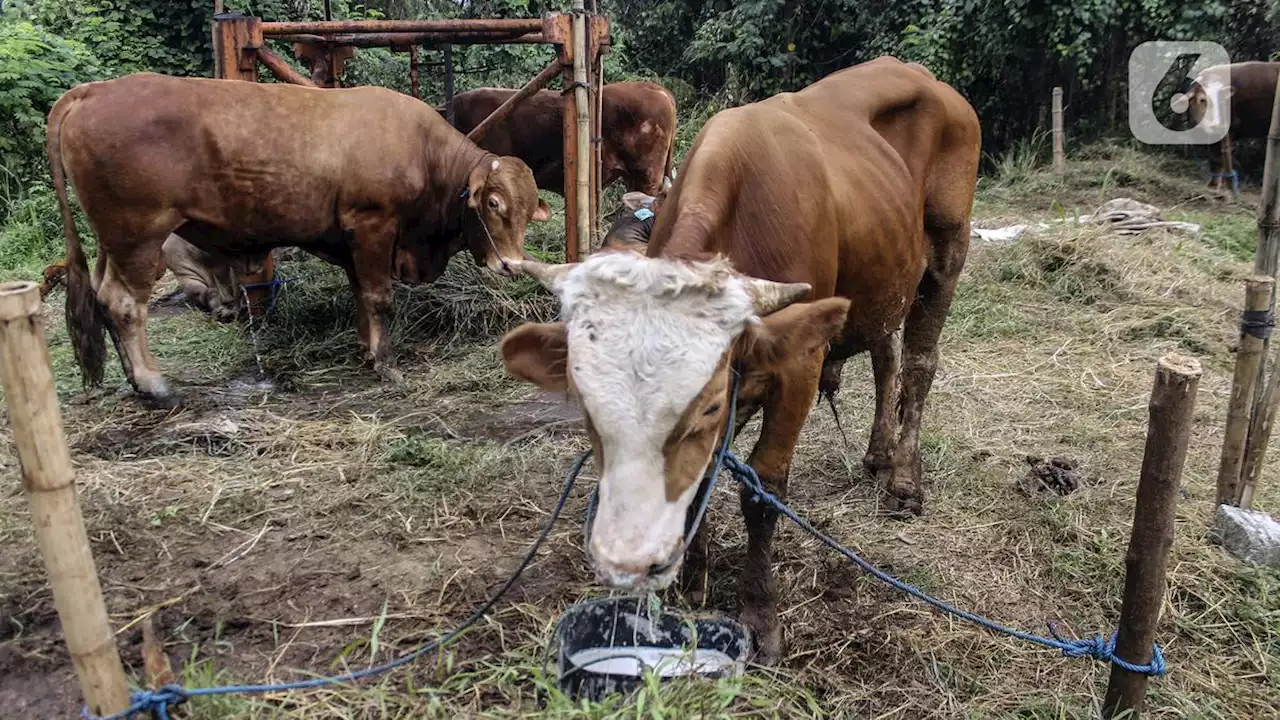 Ada PMK Jelang Idul Adha, Harga Sapi dan Kambing Makin Mahal