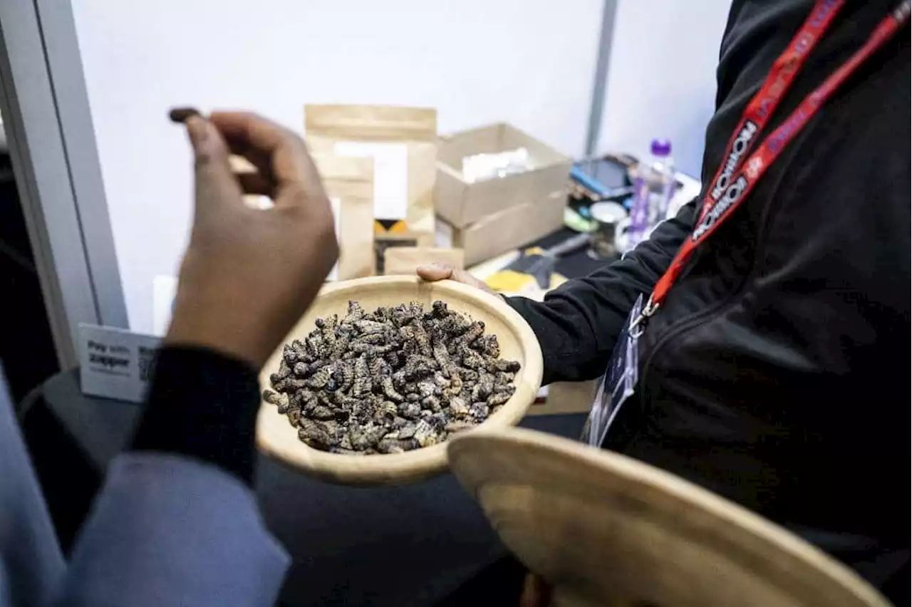 S.African entrepreneur seeks to turn caterpillars into tasty snacks