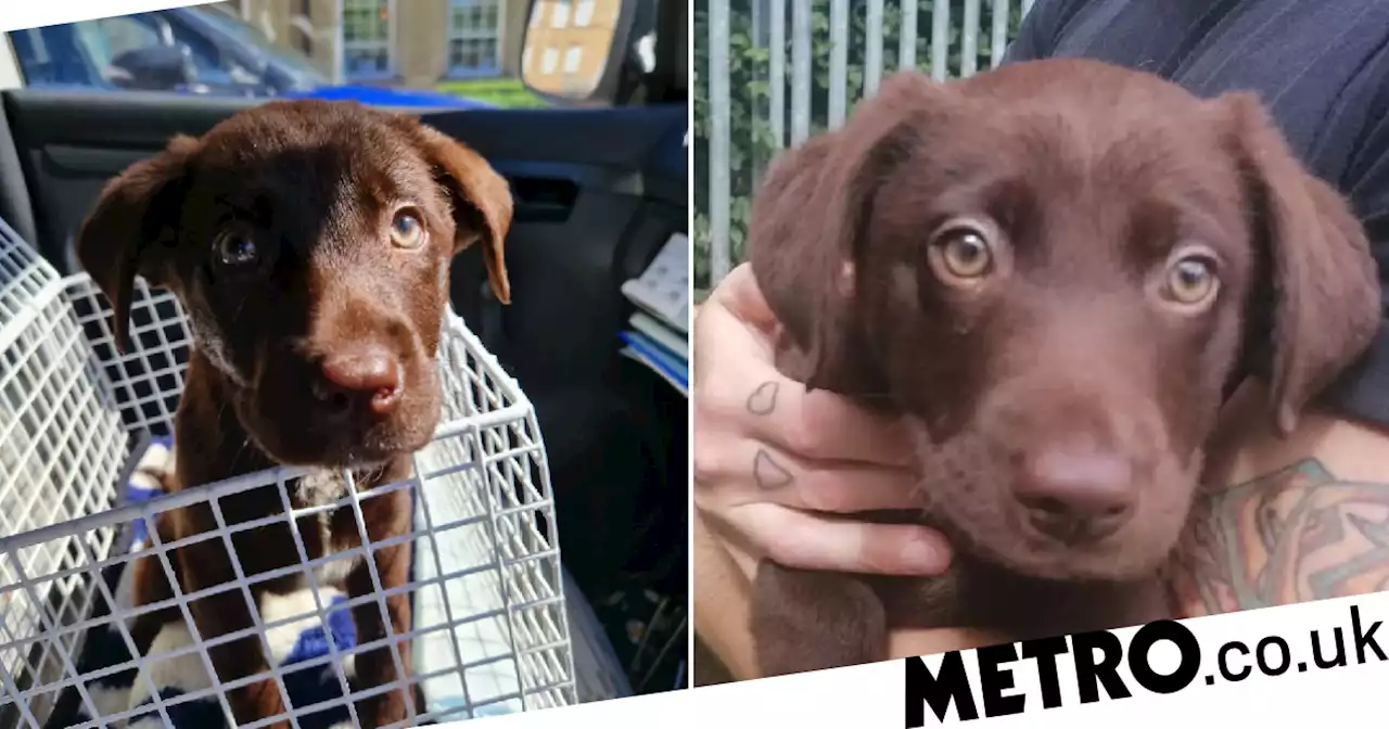 Puppies abandoned in car left unattended for 24 hours