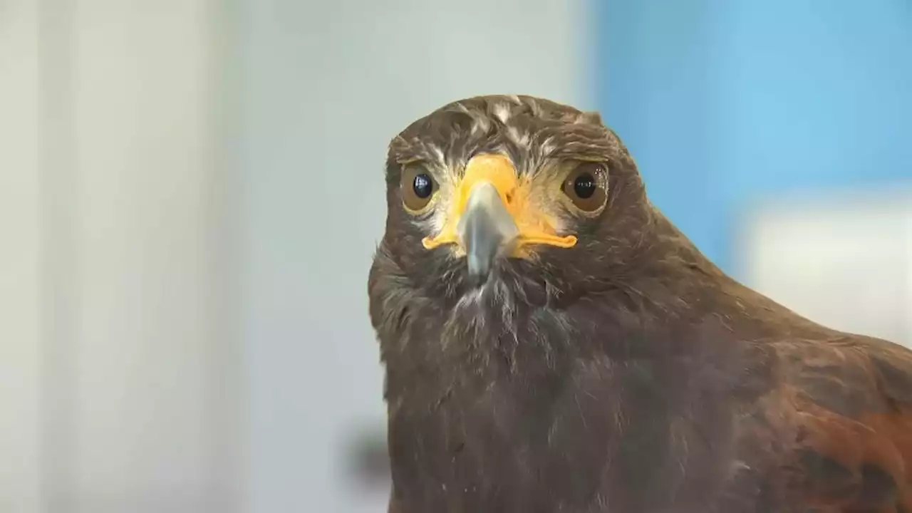 Meet Pac-Man, BART's Solution Against Pigeons