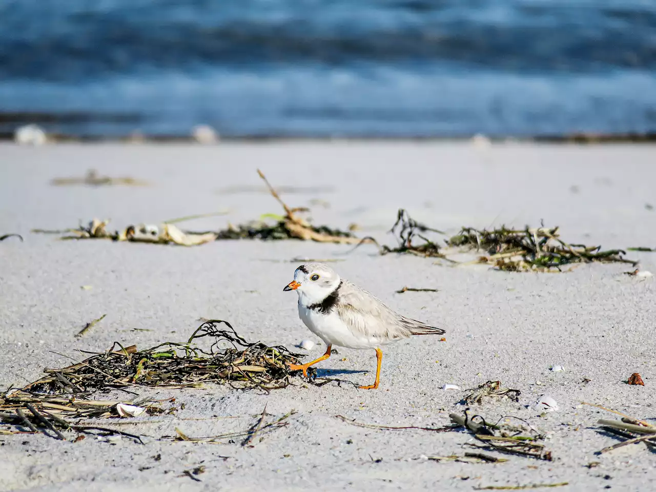 NYC Volunteers Patrolling Beaches July 4th Weekend to Protect Rare Piping Plovers