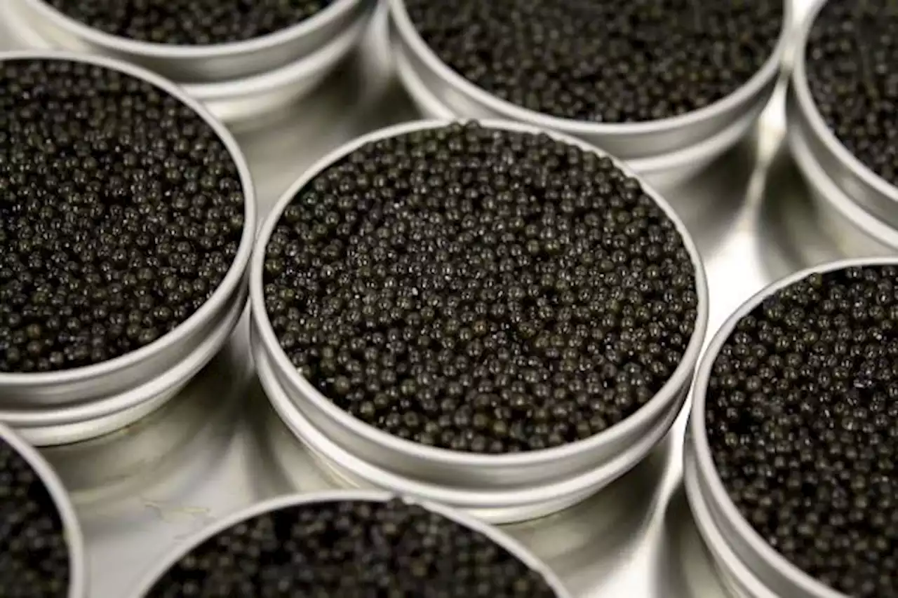 Caviar kingpins of Contra Costa? Major law enforcement operation exposes black market for California delicacy