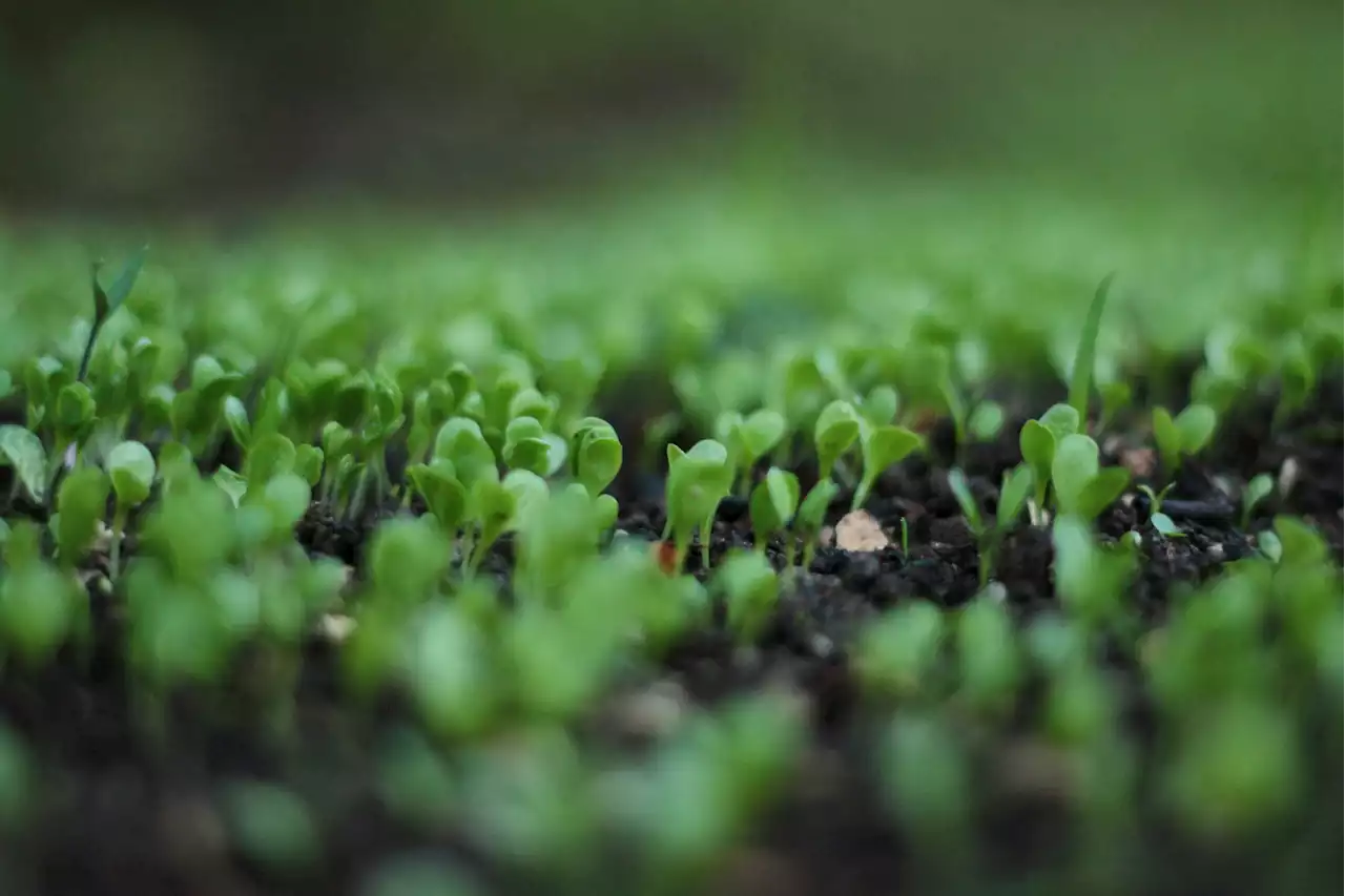 Diverse microbes are key to healthy soil. Climate change is threatening that.