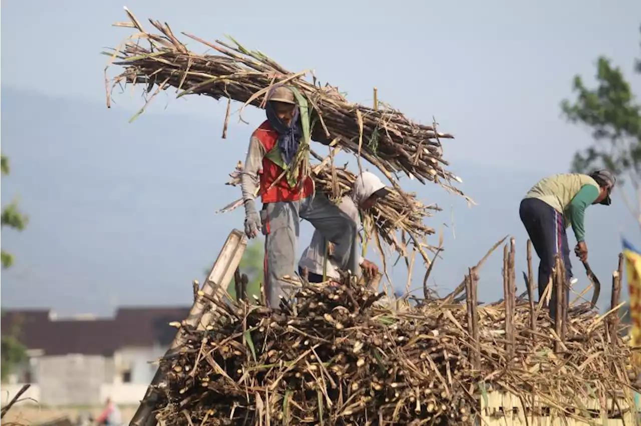 Program Makmur Tingkatkan Produktivitas dan Pendapatan Petani Tebu di Kediri |Republika Online