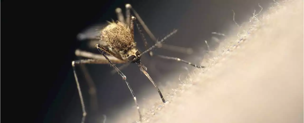 These Microbes Could Make You More Attractive to Mosquitoes, Mice Study Finds