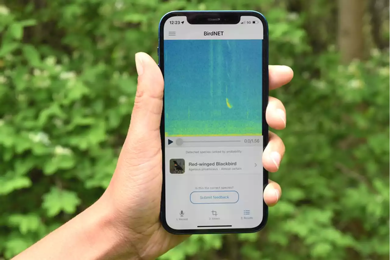 BirdNET: Free App Identifies Bird Species by Sound | Sci-News.com