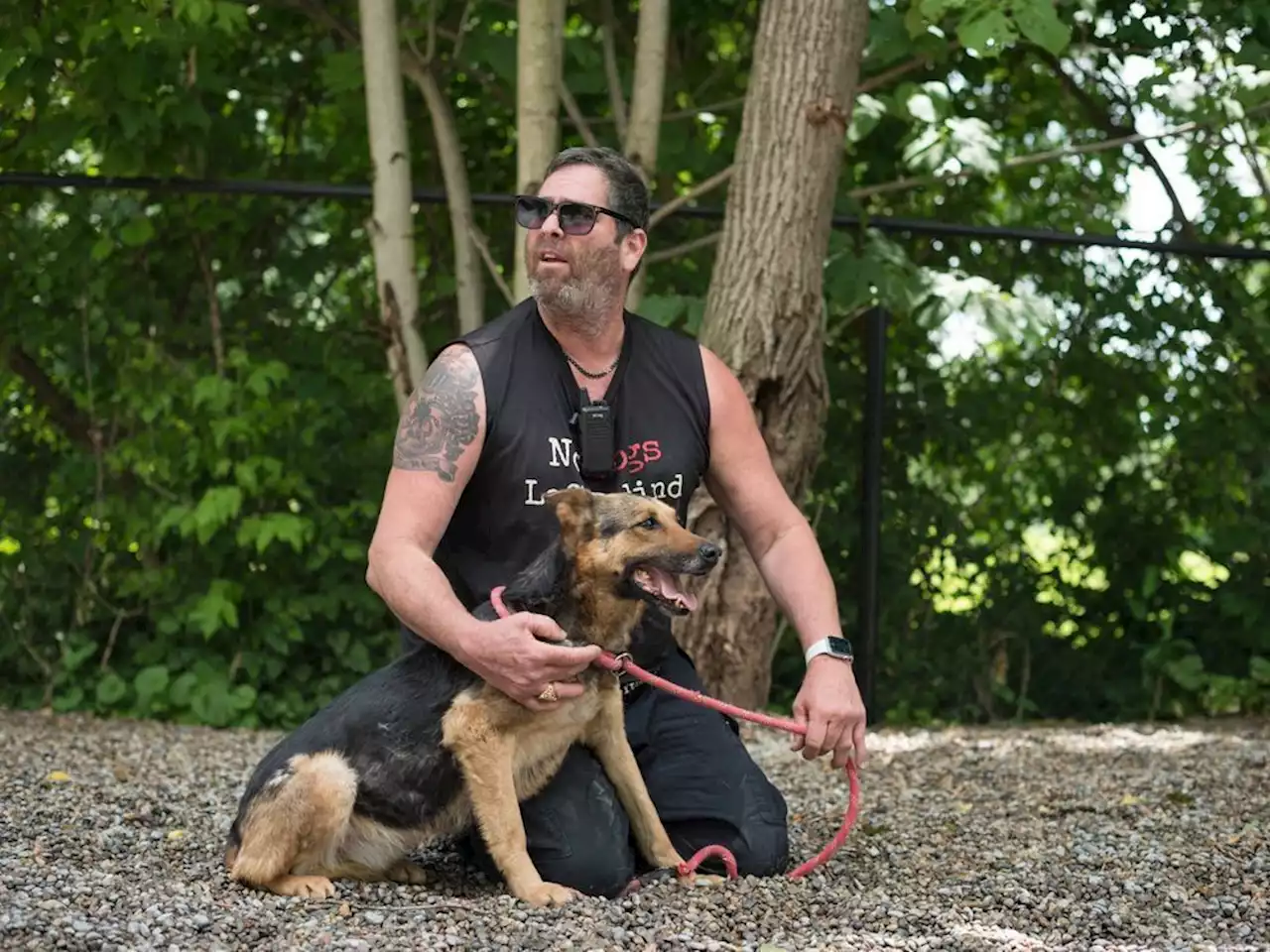 Rescued Afghanistan dogs arrive at Toronto sanctuary