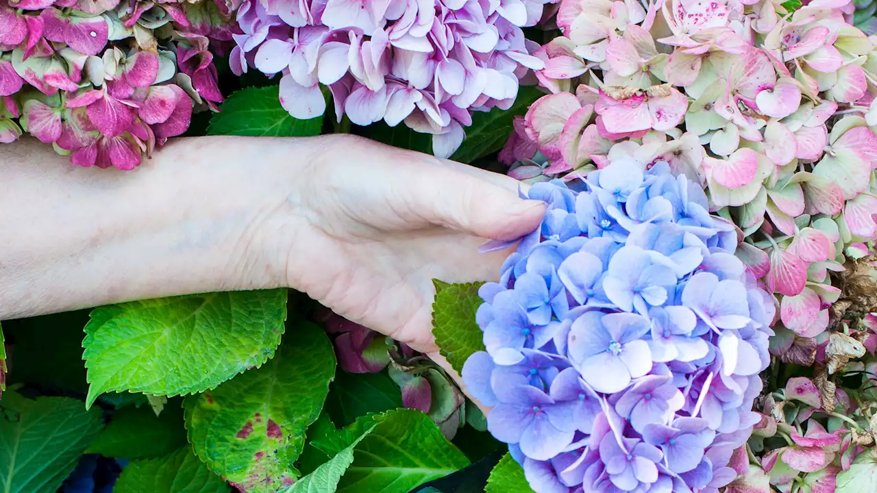 I’m a gardening pro - how to change the color of your hydrangeas