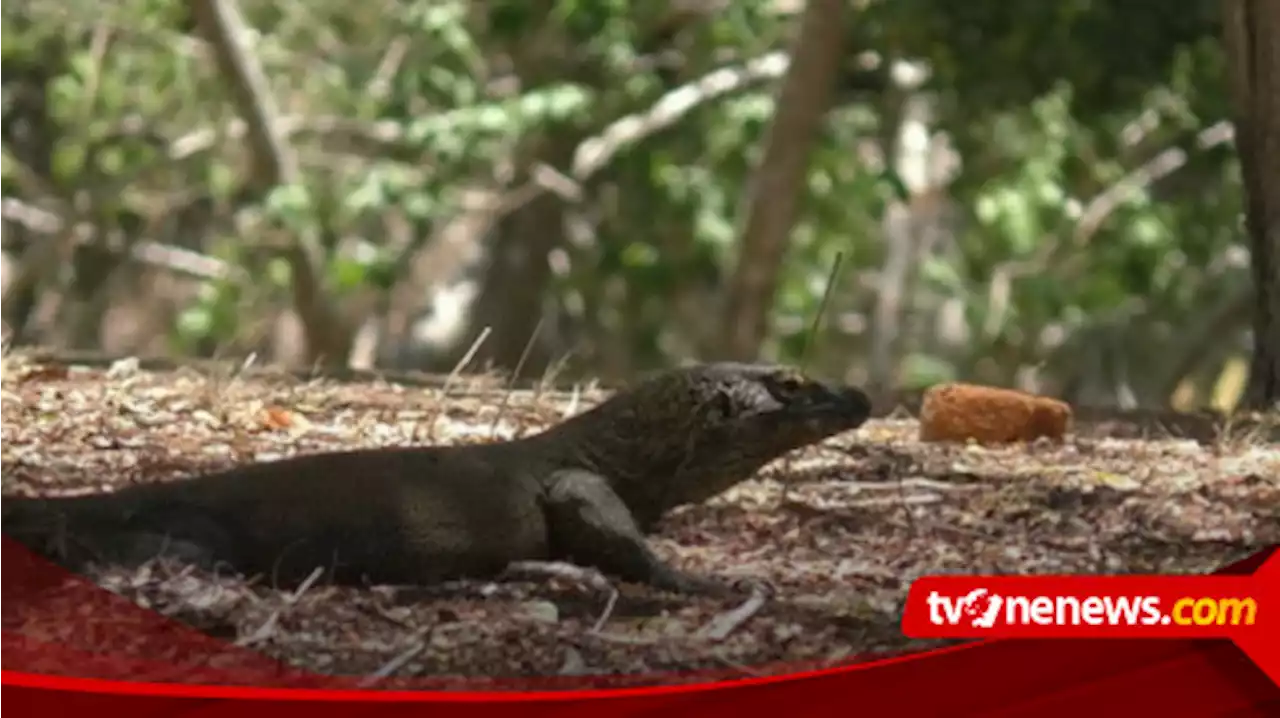 Loh Buaya Pulau Rinca Siap Dibuka, Kapan?