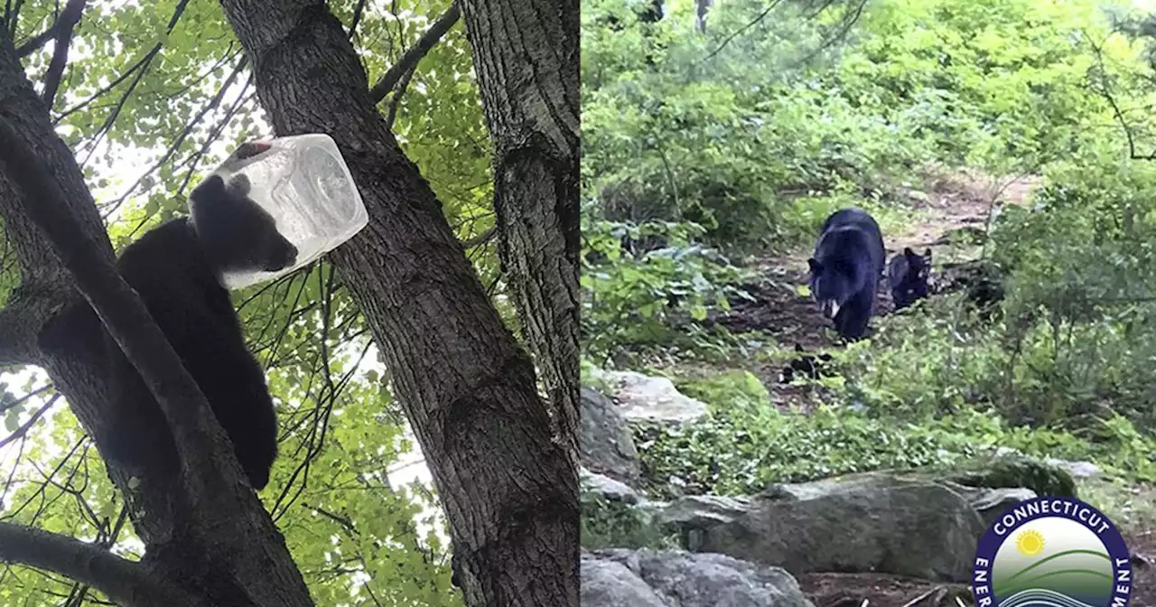 Bear cub rescued after getting head stuck in plastic jug