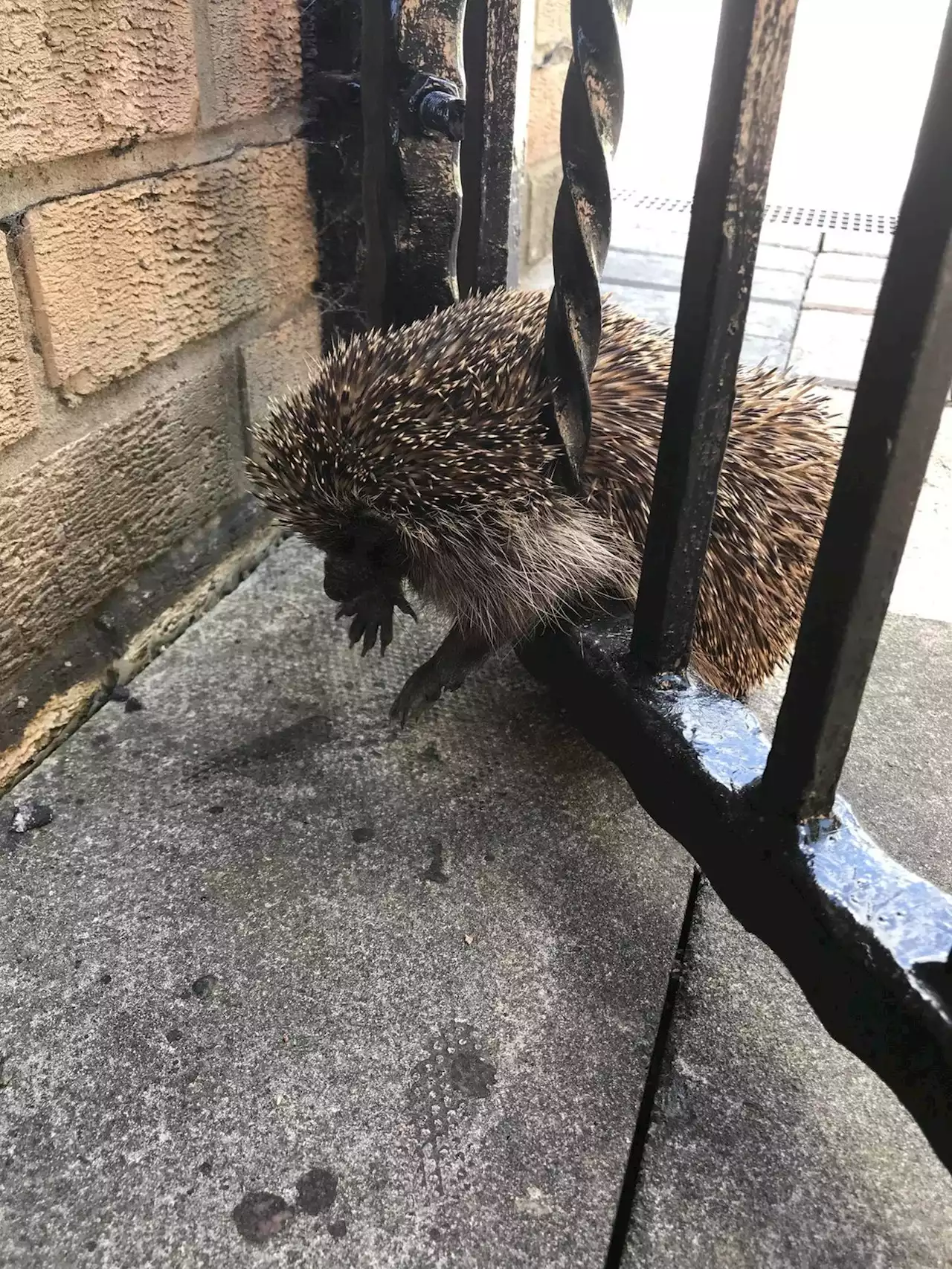 Wedgehog: Watch as a hedgehog is released after getting wedged in a fence