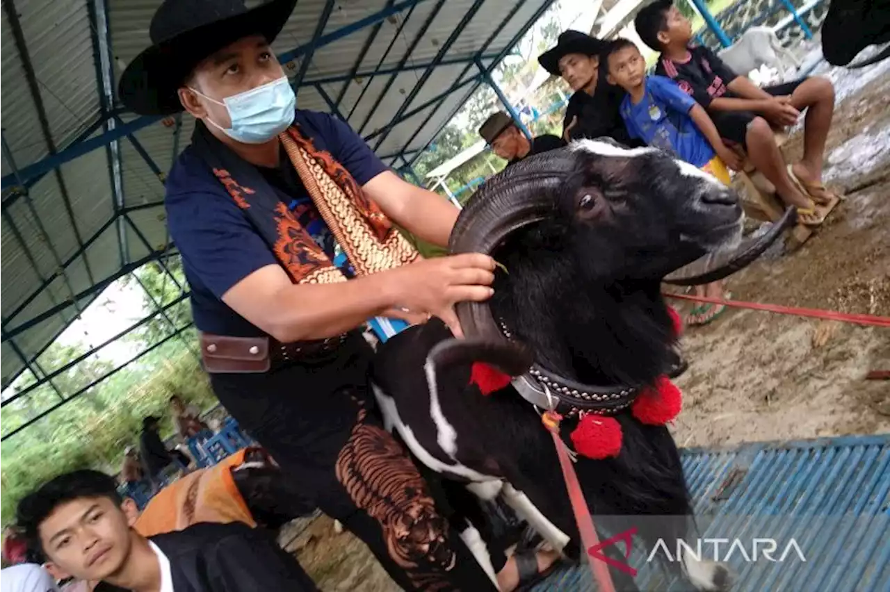 Pemkab Garut usulkan 5.000 dosis vaksin PMK untuk domba