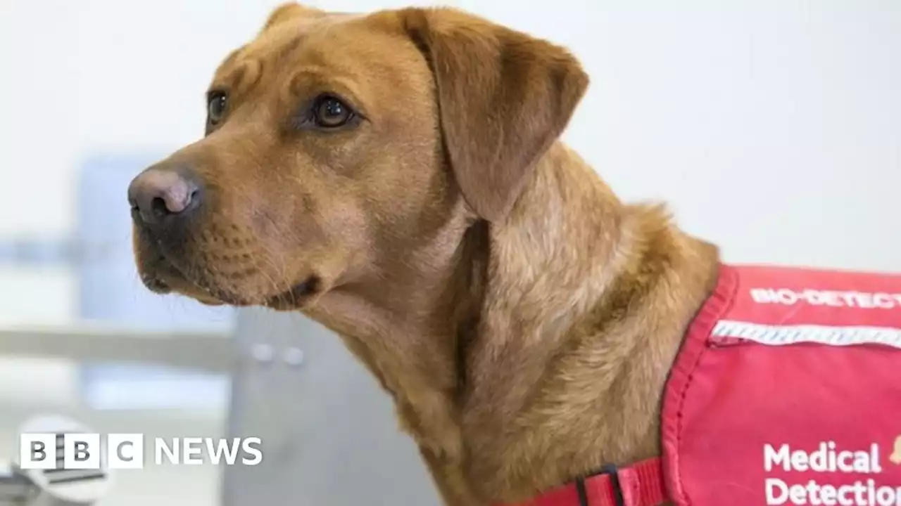 Training of Covid-19 detection dogs reaches final trial stages