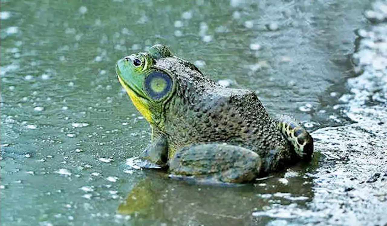 Katak dan Ular Ini Bikin Rugi Ekonomi Dunia Rp 237 Triliun