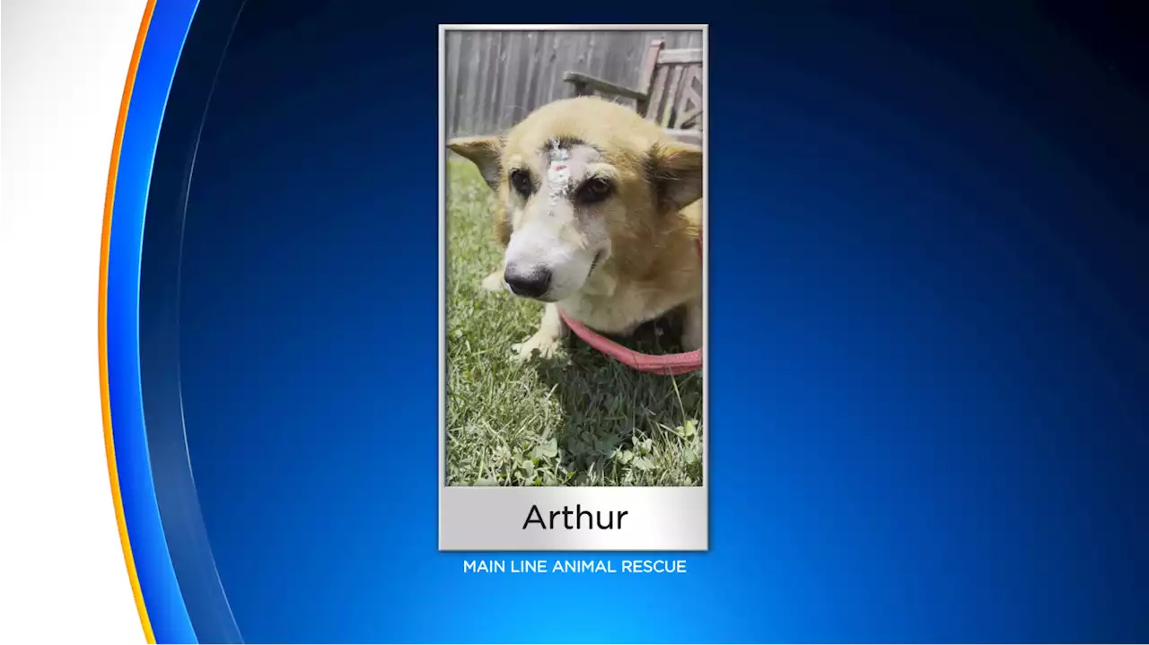 Main Line Animal Rescue Asking For Donations To Help Corgi That Got Shot In Face