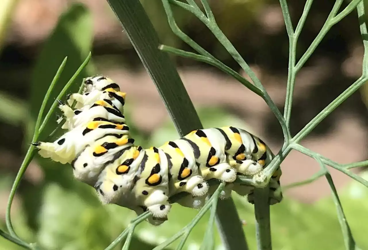 How to design and plant your Colorado garden for pollinators