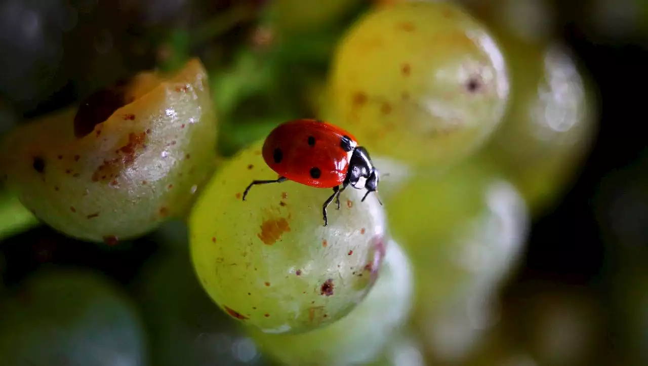 CO₂-neutraler Wein: Trinken Sie schon nachhaltig?