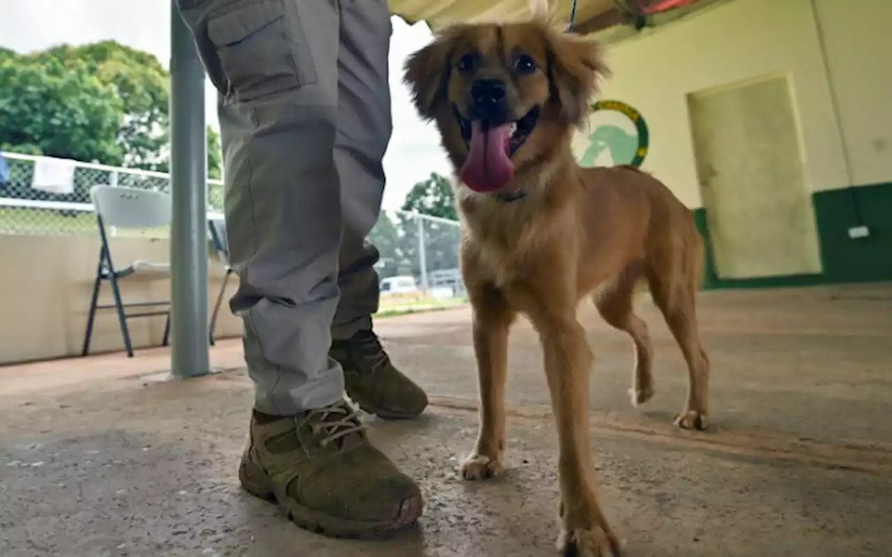 After a 40-day overseas trip, stray 'Mili' finds new life as sniffer dog