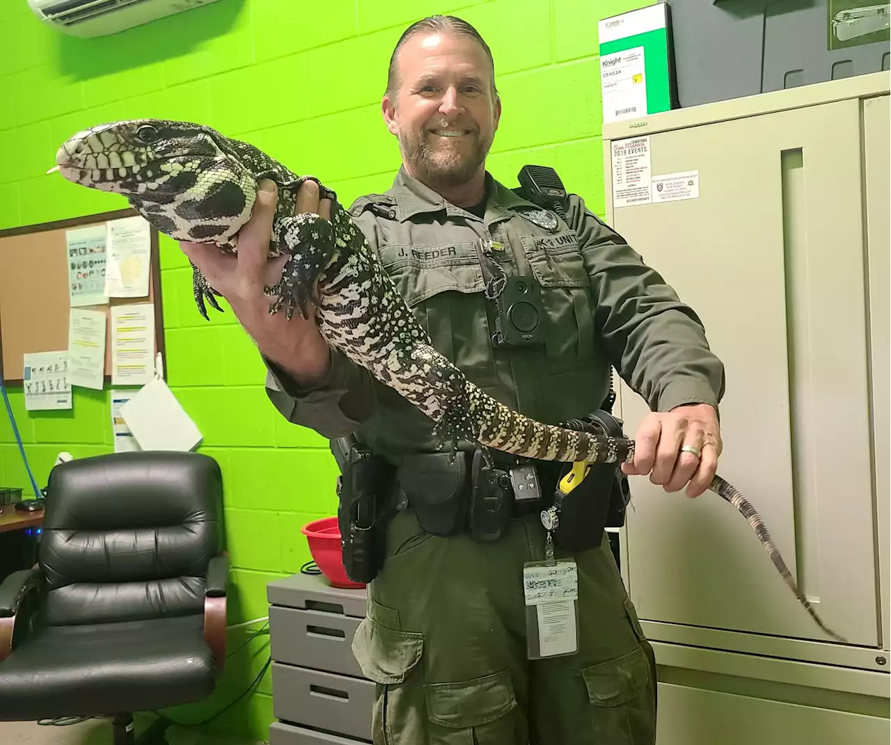 Giant tegu lizard found wandering around San Marcos