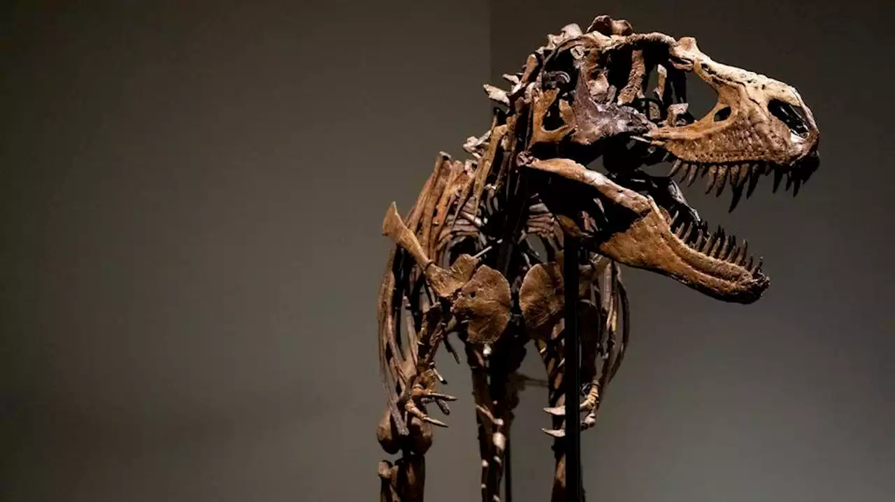 First Gorgosaurus Skeleton To Appear At Auction Sells For $6.1 Million