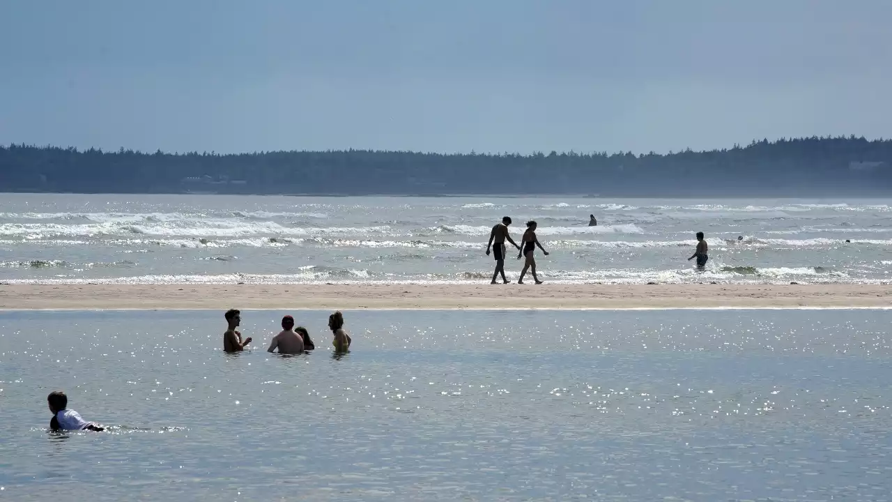 Maine beach reopens after shark sightings