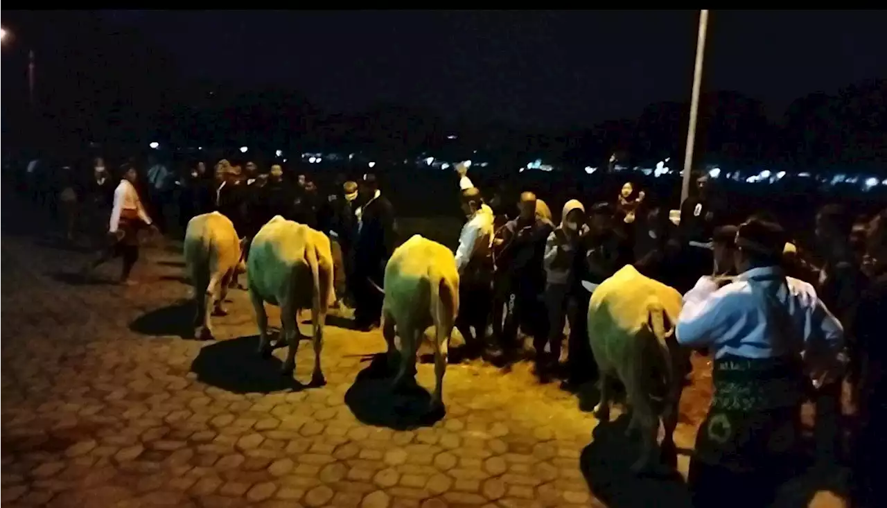 Lihat, 4 Kebo Bule Jadi Pemimpin Kirab Malam 1 Suro Keraton Surakarta