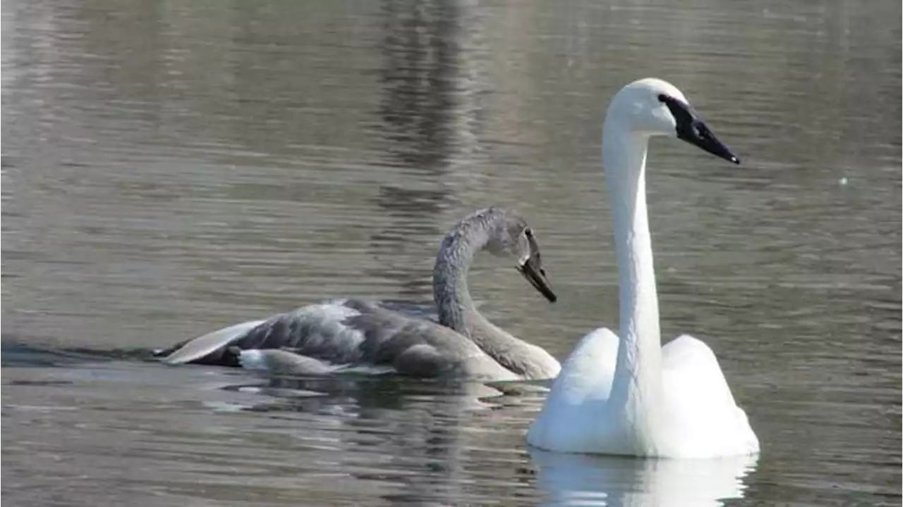 Trumpeter Swan shot along Chena Hot Springs Road