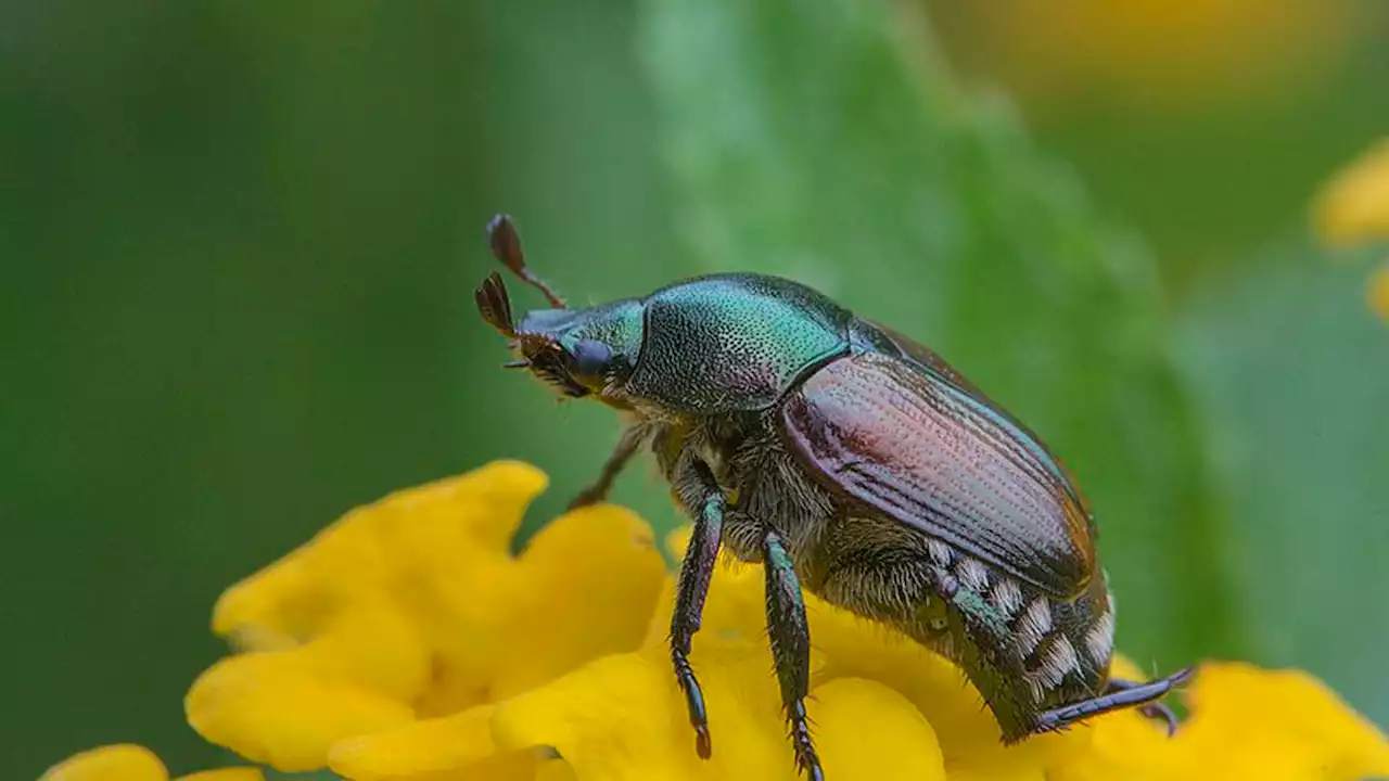 Infestation of invasive Japanese beetle ‘growing exponentially’