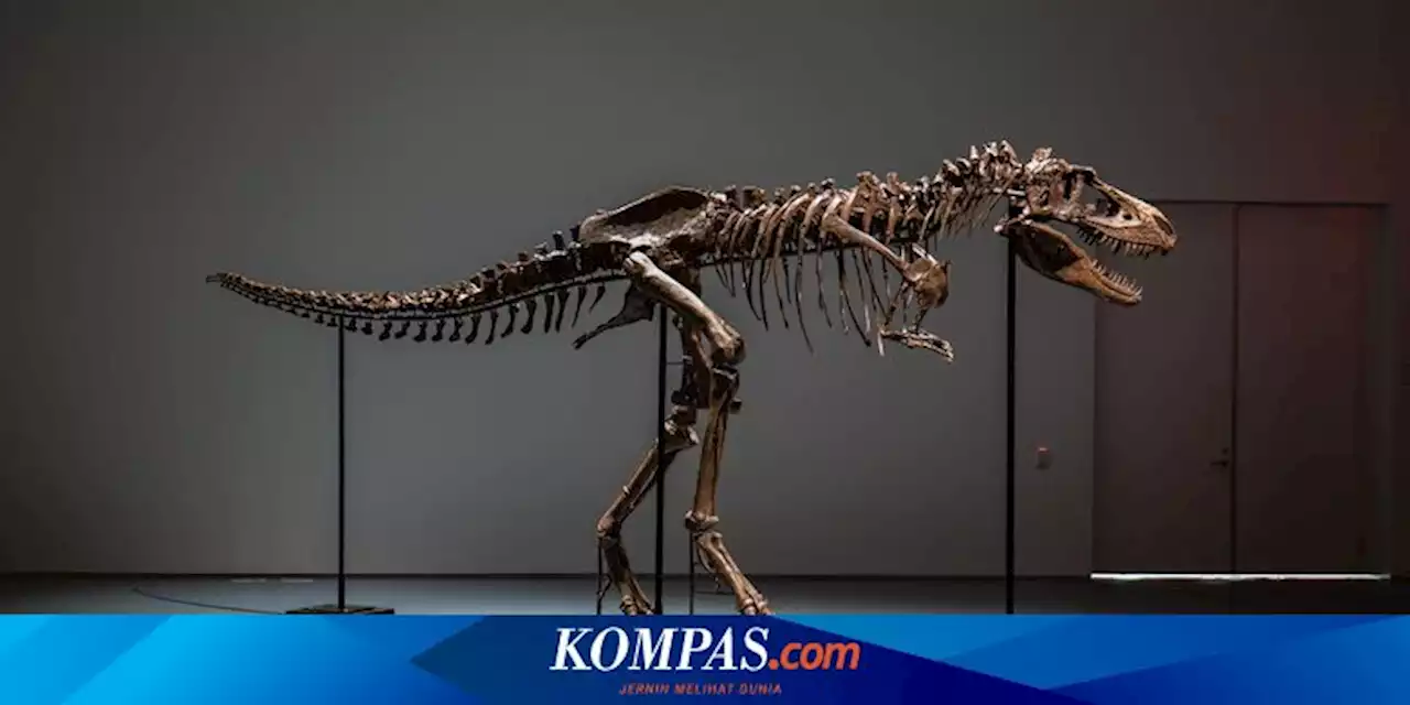 Fosil Dinosaurus Gorgosaurus Berusia 77 Tahun Dijual Nyaris Rp 90 Miliar, Ilmuwan: Ini Bencana