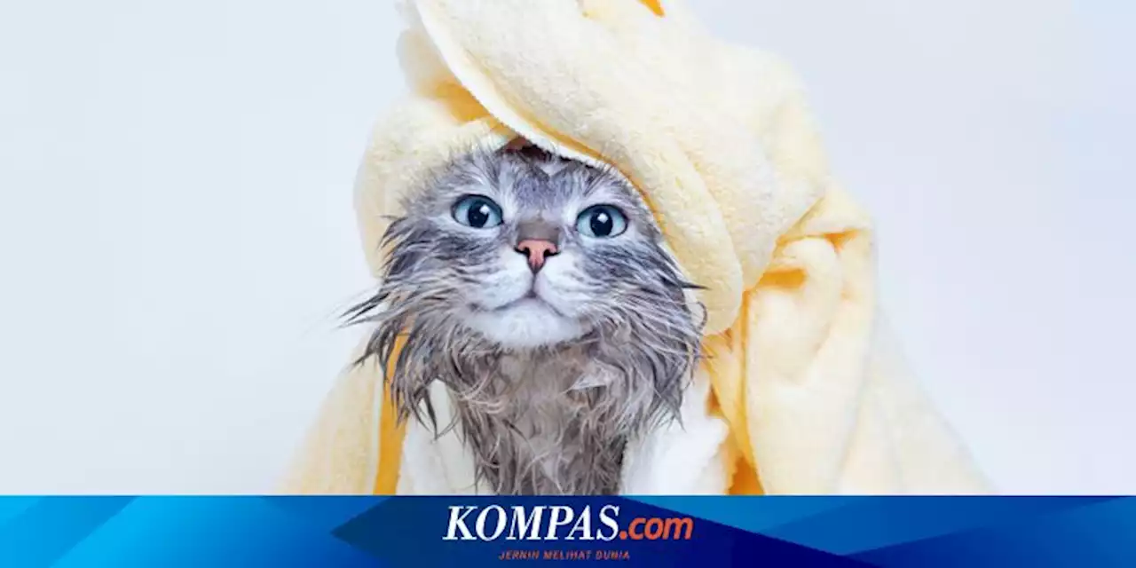 Hal-hal yang Harus Dihindari Saat Memandikan Kucing di Rumah