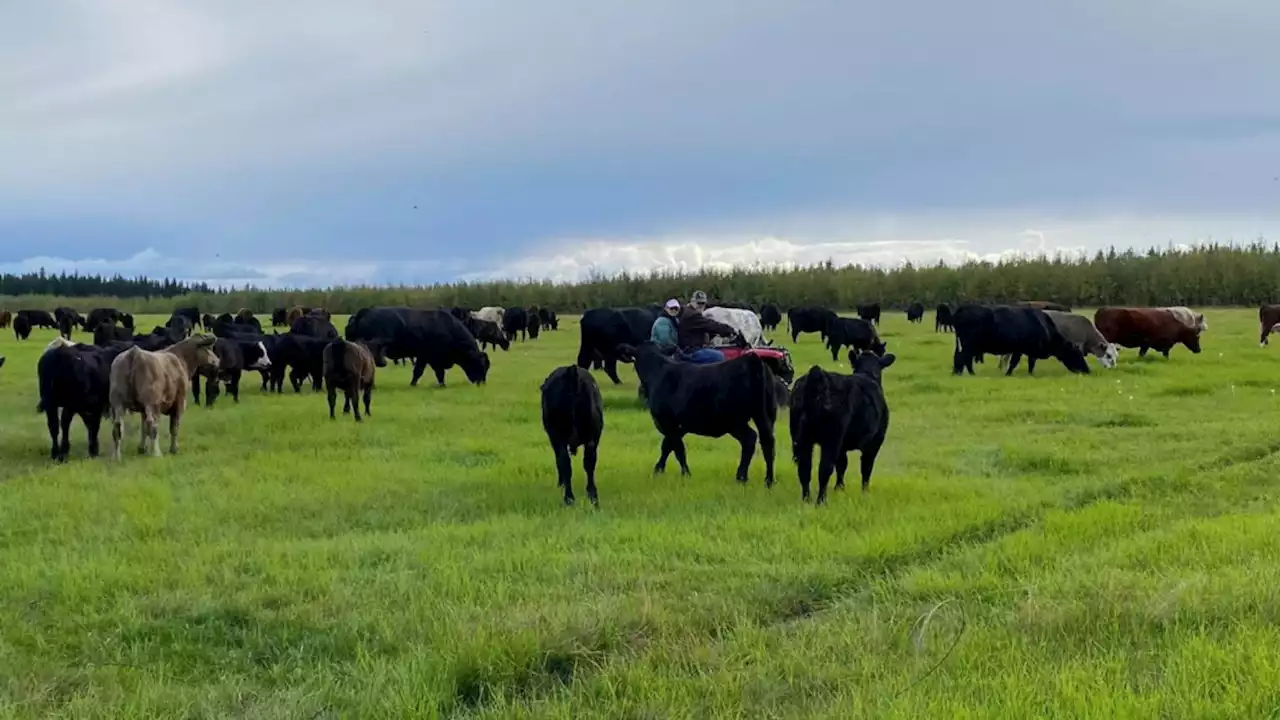 'We've seen this before': After cow mutilation, Delta Junction ranchers put up $2,500 reward