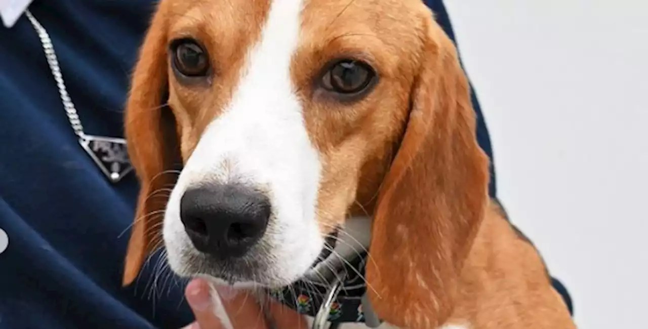 Dozens of lab-rescued beagles up for adoption at Helen Woodward -