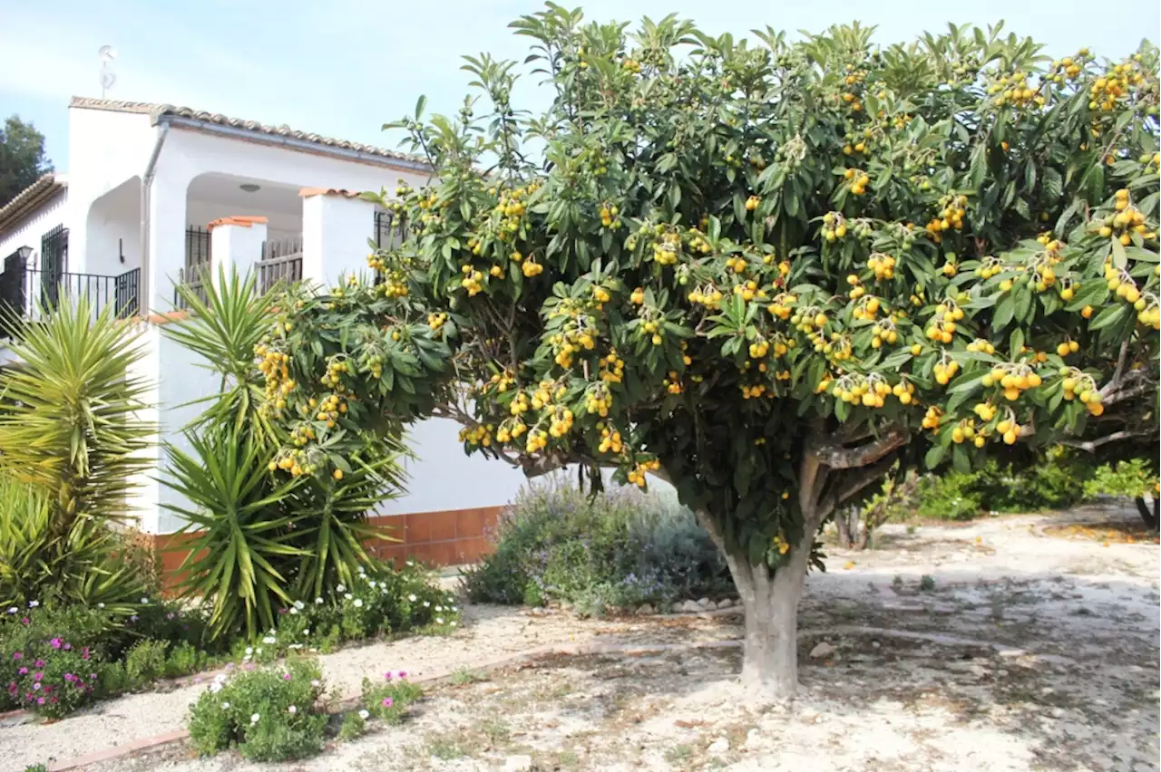 Master Gardener: What’s happening to this fruit tree?