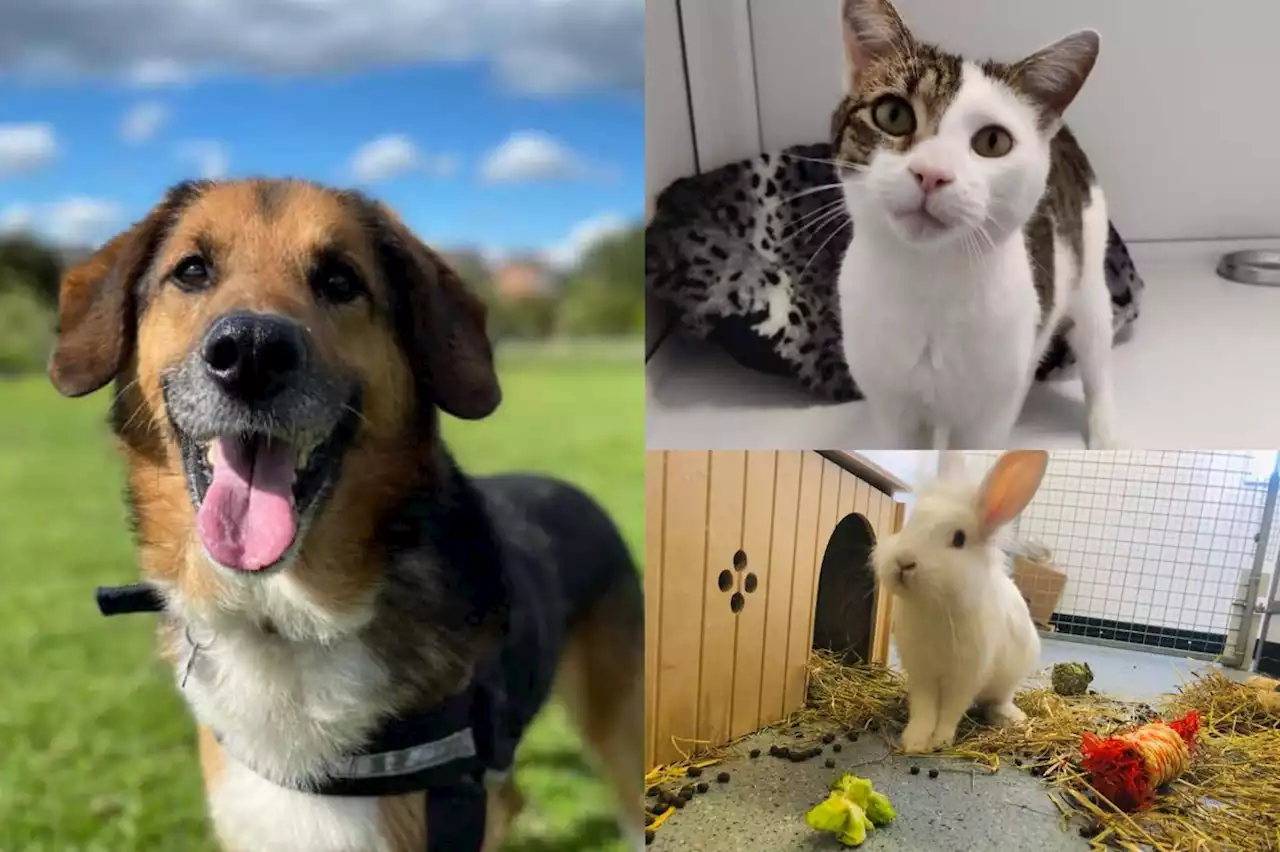 Meet the cats, kittens, dogs and rabbits currently up for adoption in Leeds