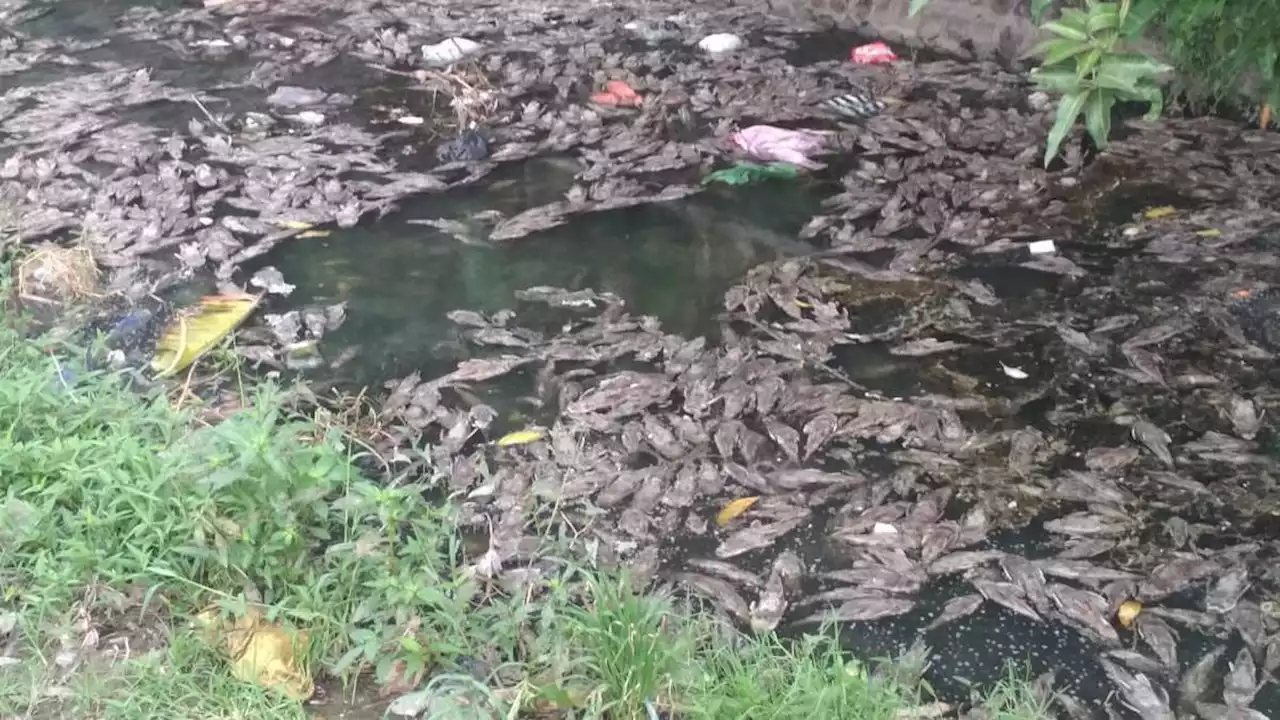 DLH DKI Jakarta Libatkan IPB Selidiki Kematian Ikan Sapu Sapu di Sungai Kalibaru